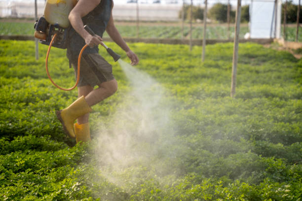 Best Ant Control Services  in Abbeville, AL